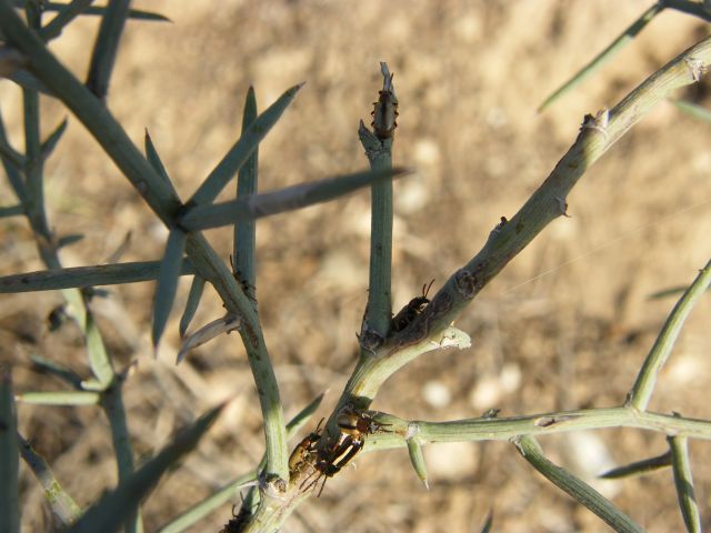 Crioceris macilenta e Crioceris paracenthesis- Chrysomelidae